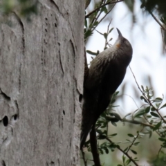 Cormobates leucophaea at Paddys River, ACT - 6 Dec 2021