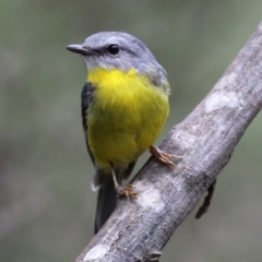 Eopsaltria australis (Eastern Yellow Robin) at Tidbinbilla Nature Reserve - 6 Dec 2021 by RodDeb