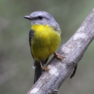 Eopsaltria australis (Eastern Yellow Robin) at Paddys River, ACT - 6 Dec 2021 by RodDeb
