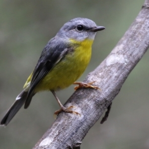 Eopsaltria australis at Paddys River, ACT - 6 Dec 2021