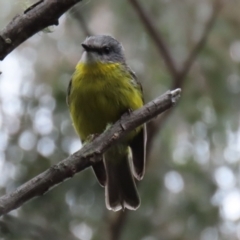 Eopsaltria australis at Paddys River, ACT - 6 Dec 2021