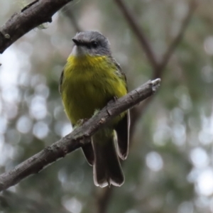 Eopsaltria australis at Paddys River, ACT - 6 Dec 2021 03:57 PM