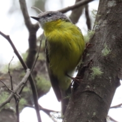 Eopsaltria australis at Paddys River, ACT - 6 Dec 2021 03:57 PM