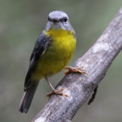 Eopsaltria australis at Paddys River, ACT - 6 Dec 2021