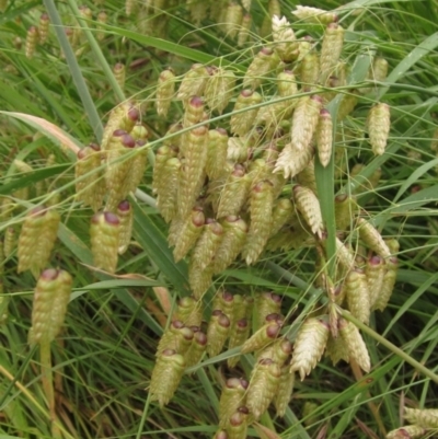 Briza maxima (Quaking Grass, Blowfly Grass) at Hall, ACT - 27 Nov 2021 by pinnaCLE