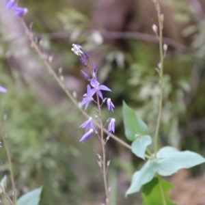 Veronica perfoliata at Cotter River, ACT - 4 Dec 2021