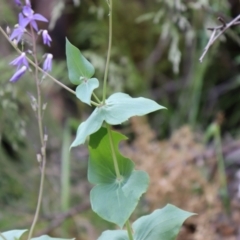 Veronica perfoliata at Cotter River, ACT - 4 Dec 2021