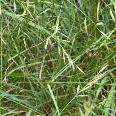 Austrolestes sp. (genus) (Ringtail damselfy) at Murrumbateman, NSW - 8 Dec 2021 by SimoneC