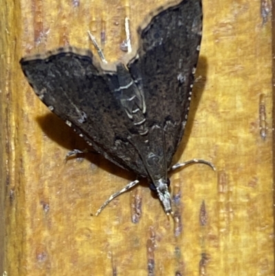 Diplopseustis perieresalis (Eastern Black Tabby) at QPRC LGA - 8 Dec 2021 by SteveBorkowskis