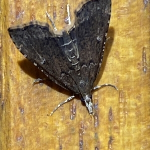 Diplopseustis perieresalis at suppressed - suppressed