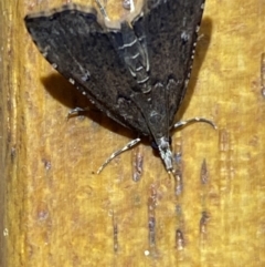 Diplopseustis perieresalis at suppressed - suppressed