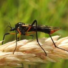 Gynoplistia sp. (genus) (Crane fly) at Stromlo, ACT - 6 Dec 2021 by HelenCross