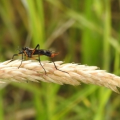 Gynoplistia sp. (genus) at Stromlo, ACT - 7 Dec 2021