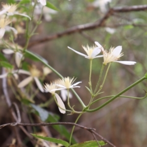 Clematis aristata at Cotter River, ACT - 4 Dec 2021 12:21 PM