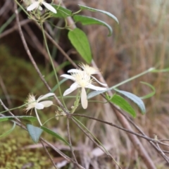 Clematis aristata at Cotter River, ACT - 4 Dec 2021 12:21 PM