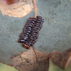 Paropsini sp. (tribe) (Unidentified paropsine leaf beetle) at Kambah, ACT - 7 Dec 2021 by HelenCross