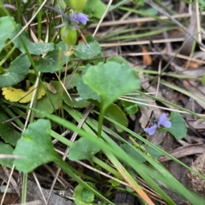 Viola sp. at Mongarlowe, NSW - 8 Dec 2021