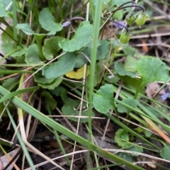 Viola sp. at Mongarlowe, NSW - 8 Dec 2021