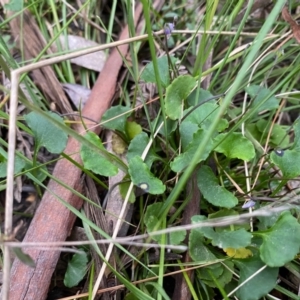 Viola sp. at Mongarlowe, NSW - suppressed