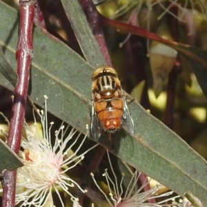 Eristalinus (genus) at Kambah, ACT - 7 Dec 2021