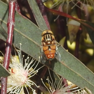 Eristalinus sp. (genus) (A Hover Fly) at Lions Youth Haven - Westwood Farm A.C.T. - 6 Dec 2021 by HelenCross