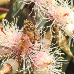 Eristalinus (genus) at Kambah, ACT - 7 Dec 2021