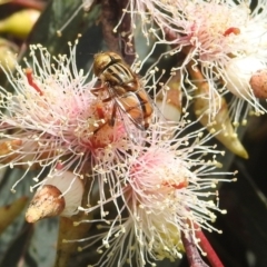 Eristalinus (genus) at Kambah, ACT - 7 Dec 2021