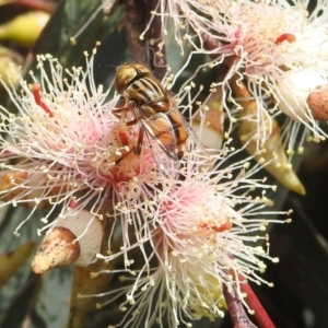 Eristalinus (genus) at Kambah, ACT - 7 Dec 2021