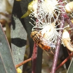 Eristalinus (genus) at Kambah, ACT - 7 Dec 2021