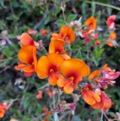 Podolobium procumbens (Trailing Shaggy-Pea) at Mongarlowe, NSW - 8 Dec 2021 by LisaH