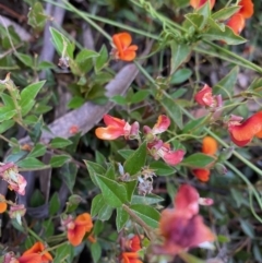 Podolobium procumbens at Mongarlowe, NSW - suppressed