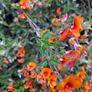 Podolobium procumbens at Mongarlowe, NSW - suppressed