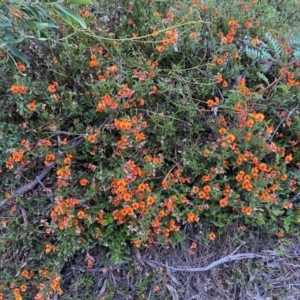 Podolobium procumbens at Mongarlowe, NSW - 8 Dec 2021