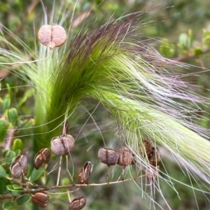 Dichelachne sp. at Mongarlowe, NSW - 8 Dec 2021