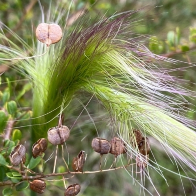 Dichelachne sp. (Plume Grasses) at Mongarlowe, NSW - 8 Dec 2021 by LisaH