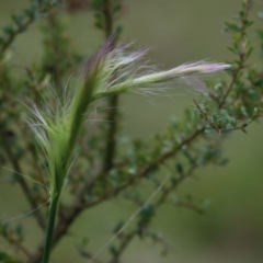 Dichelachne sp. at Mongarlowe, NSW - suppressed