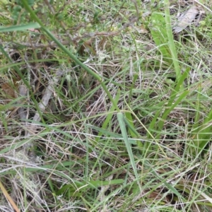 Dichelachne sp. at Mongarlowe, NSW - 8 Dec 2021