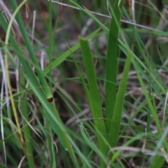 Dichelachne sp. at Mongarlowe, NSW - 8 Dec 2021