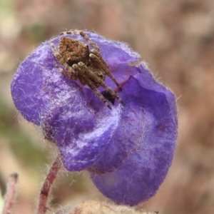 Araneinae (subfamily) at Acton, ACT - 8 Dec 2021