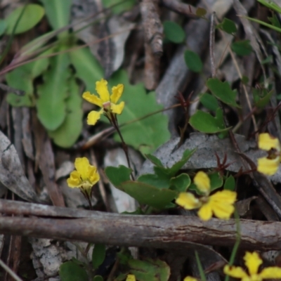 Goodenia hederacea (Ivy Goodenia) at Mongarlowe River - 8 Dec 2021 by LisaH