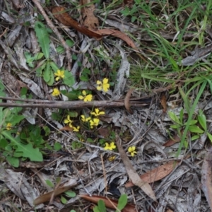 Goodenia hederacea at Mongarlowe, NSW - 8 Dec 2021