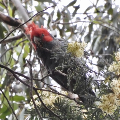 Callocephalon fimbriatum (Gang-gang Cockatoo) at Mongarlowe River - 8 Dec 2021 by LisaH