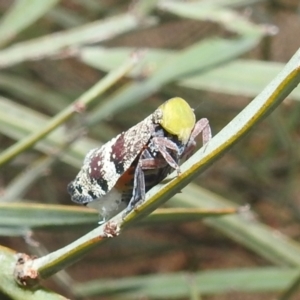 Platybrachys decemmacula at Acton, ACT - 8 Dec 2021