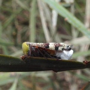 Platybrachys decemmacula at Acton, ACT - 8 Dec 2021