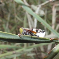 Platybrachys decemmacula at Acton, ACT - 8 Dec 2021