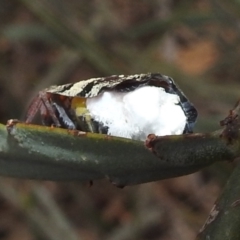 Platybrachys decemmacula at Acton, ACT - 8 Dec 2021