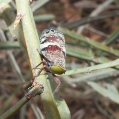 Platybrachys decemmacula at Acton, ACT - 8 Dec 2021