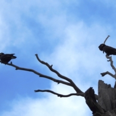 Zanda funerea (Yellow-tailed Black-Cockatoo) at Stromlo, ACT - 8 Dec 2021 by HelenCross