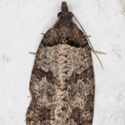 Meritastis lythrodana (A tortrix or leafroller moth) at Melba, ACT - 9 Oct 2021 by kasiaaus