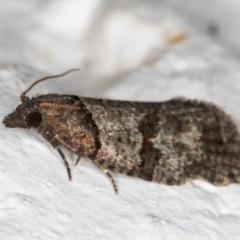 Meritastis lythrodana at Melba, ACT - 9 Oct 2021 01:09 AM